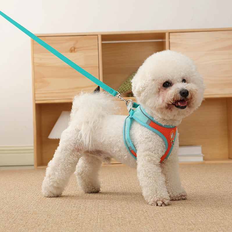 Reflektierende Hundeleine für kleine Hunde – Sichtbar & sicher bei Nacht